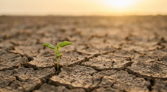Jeune pousse verte perçant à travers un sol craquelé sous une lumière naturelle, symbolisant la croissance organique d'un site web sans publicité payante